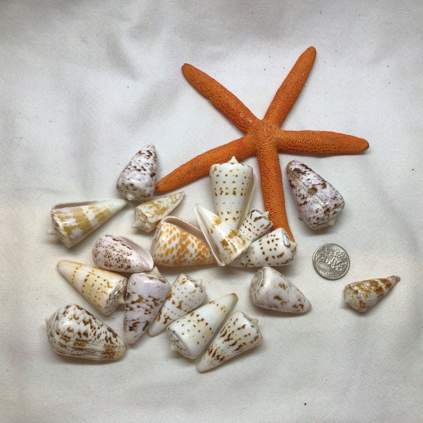 Conus Generalis Shells I Cone Shells I Cone Shells Sizes1 1/2" - 2" I Craft Shells I Wholesale Cone Shells I Craft Shells I FIVE Med. Shells