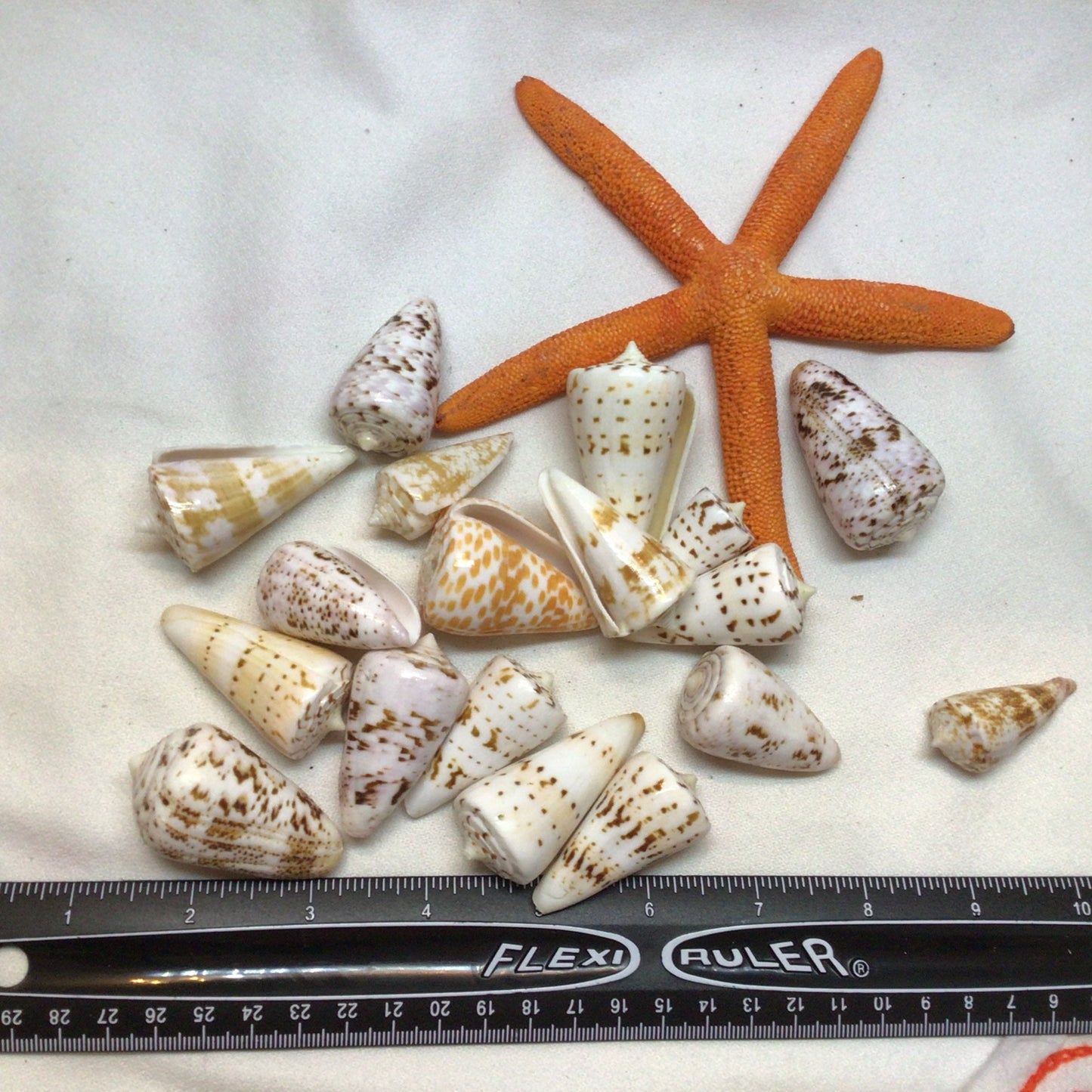 Conus Generalis Shells I Cone Shells I Cone Shells Sizes1 1/2" - 2" I Craft Shells I Wholesale Cone Shells I Craft Shells I FIVE Med. Shells