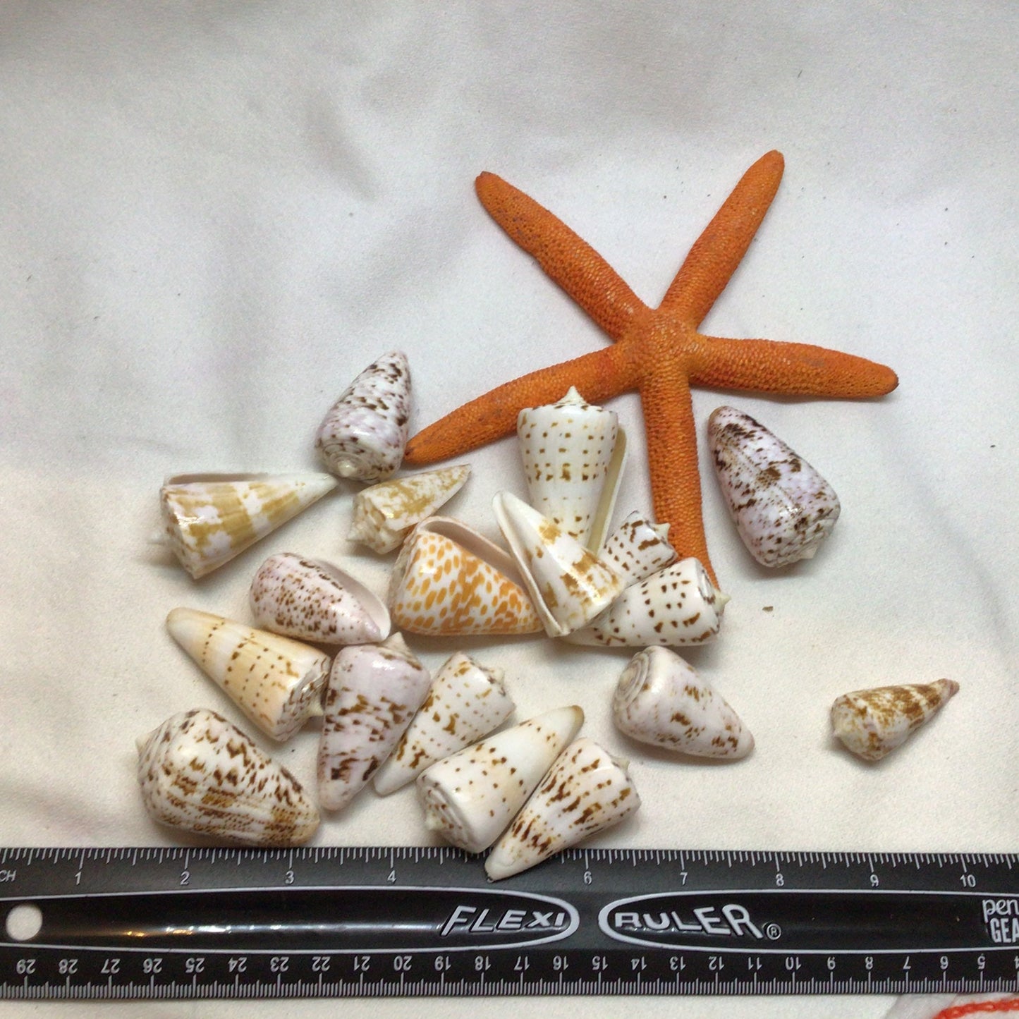 Conus Generalis Shells I Cone Shells I Cone Shells Sizes1 1/2" - 2" I Craft Shells I Wholesale Cone Shells I Craft Shells I FIVE Med. Shells