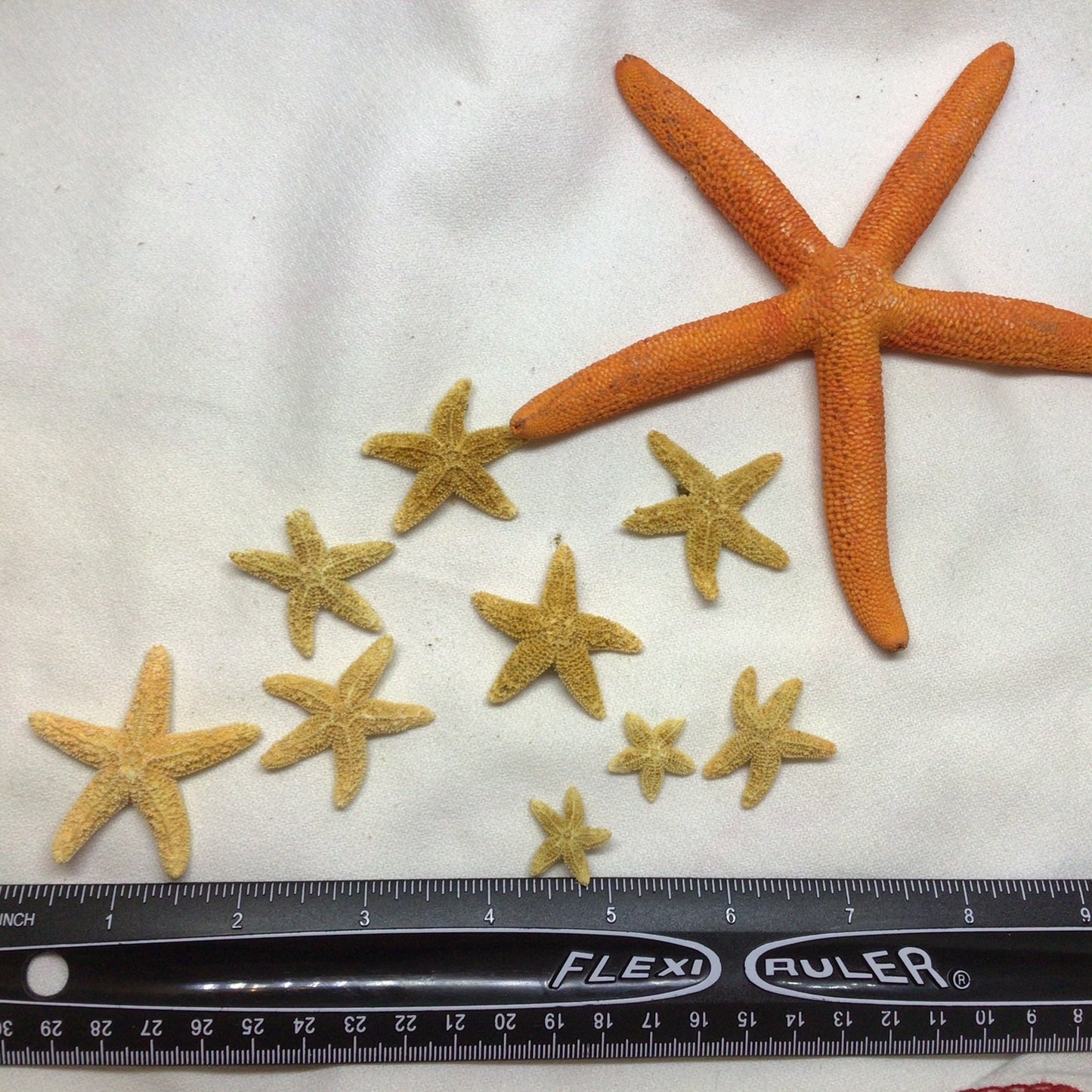 2 Pc. Sugar Starfish, Small 1-2" Real Starfish Bahamas Sugar Starfish, Coastal Decorations