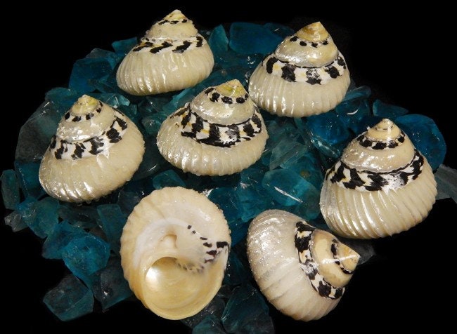 Polished Ribbed Pica I Hermit Crab Shell I Black and White Polished Shells I Ribbed Pica Sea Shells I Approx. 2.5 - 3" I Hermit Crab Shells