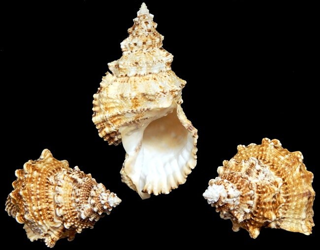 Fox Shell I Large 7-8" Pacific Lampas Shell I Display Shell I Specimen Frog Shell I Coastal Decor I Large Seashells