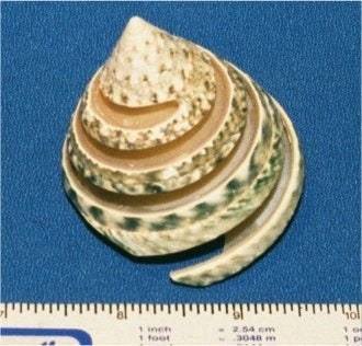 Pearlized Green Trochus Turbo I Green Sliced Turbo I Tectus Troca Green Spiral Cut Shell I Cut Shells I Craft Seashells I Tectus Turbo Shell