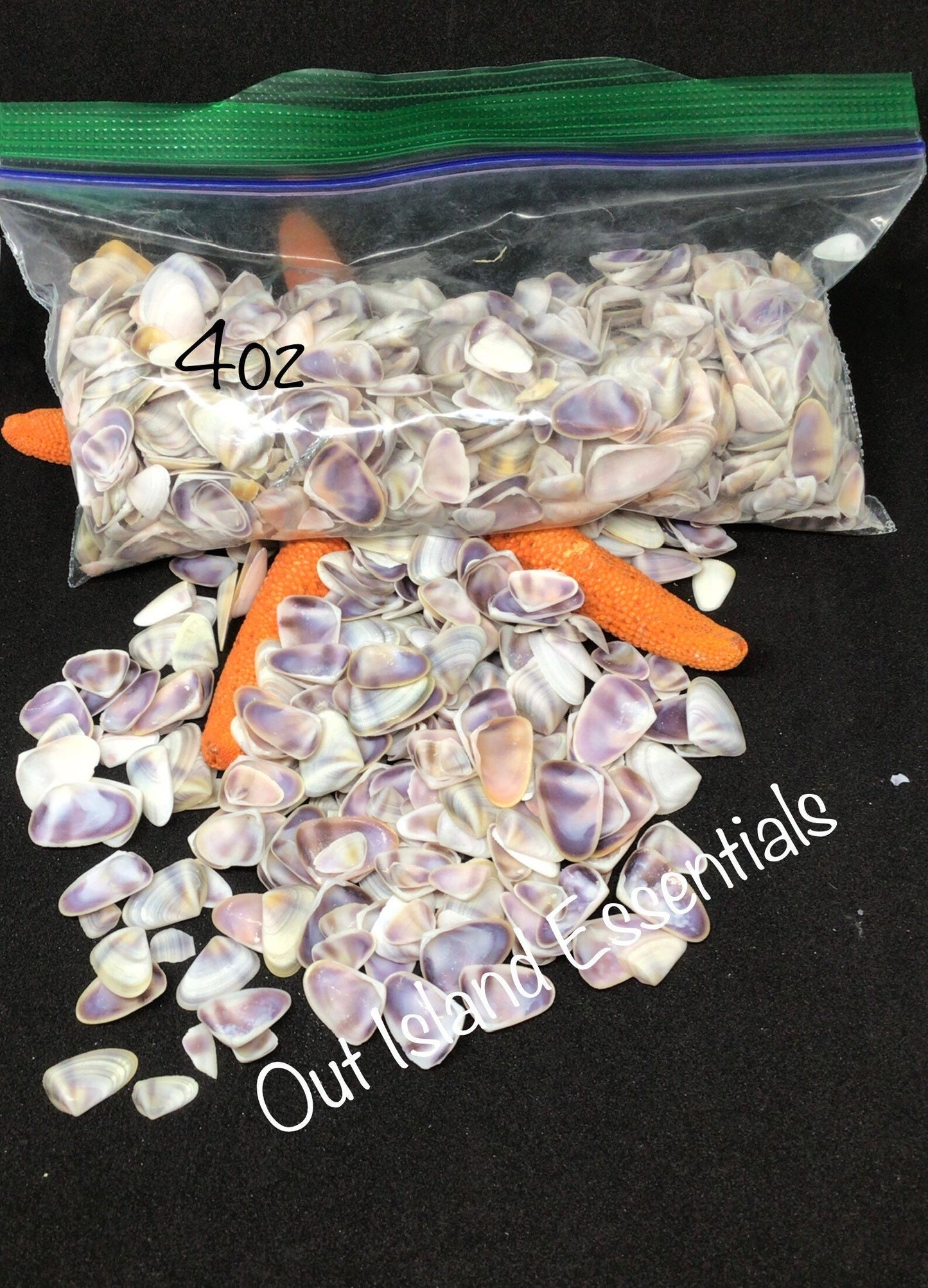 Coquina Shells I Tiny Craft Shells I Teeny Purple Craft Shells I Purple Coquina Seashells I Craft Shells I Wholesale Shells I 3/8 - 1/2"