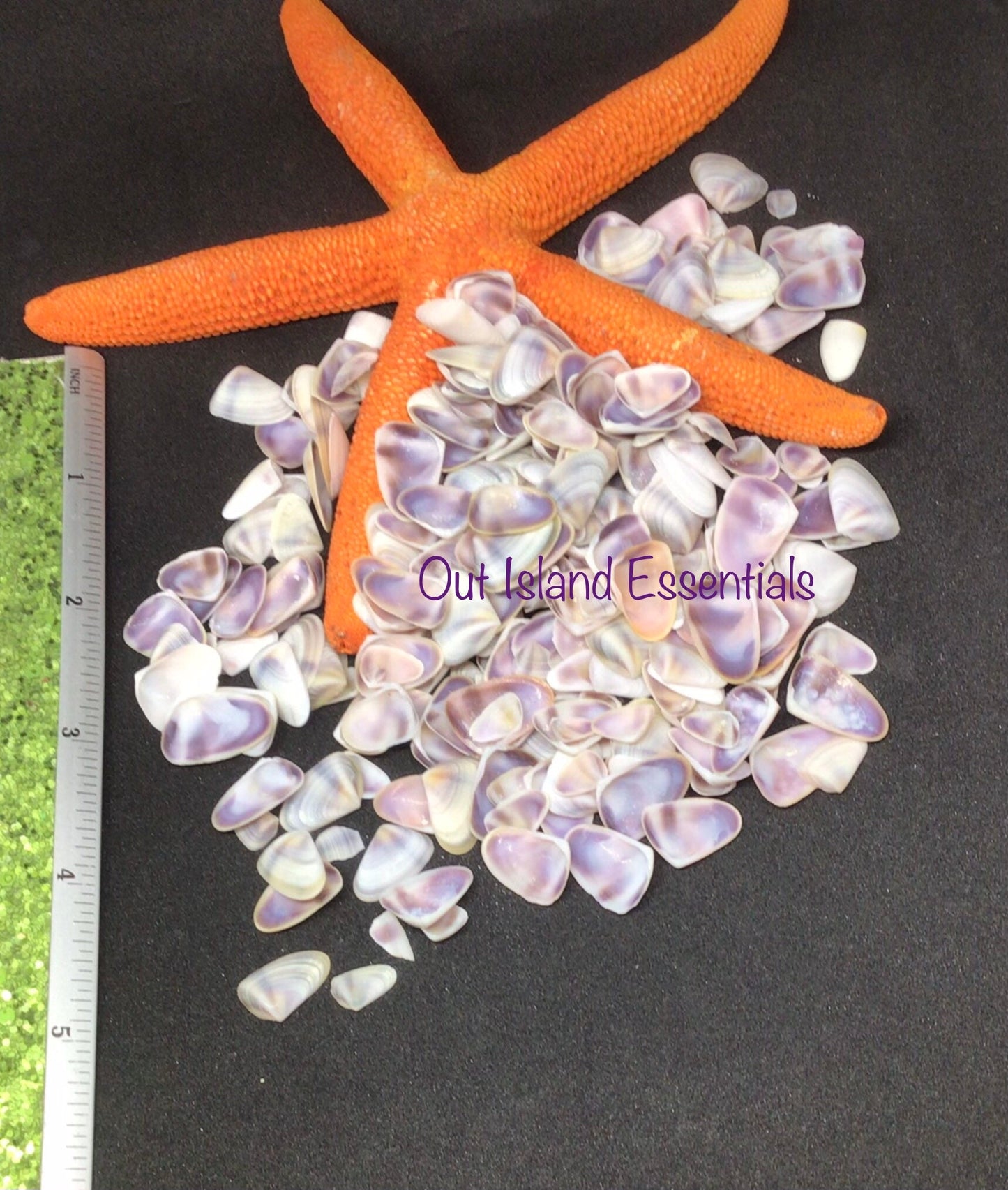 Coquina Shells I Tiny Craft Shells I Teeny Purple Craft Shells I Purple Coquina Seashells I Craft Shells I Wholesale Shells I 3/8 - 1/2"