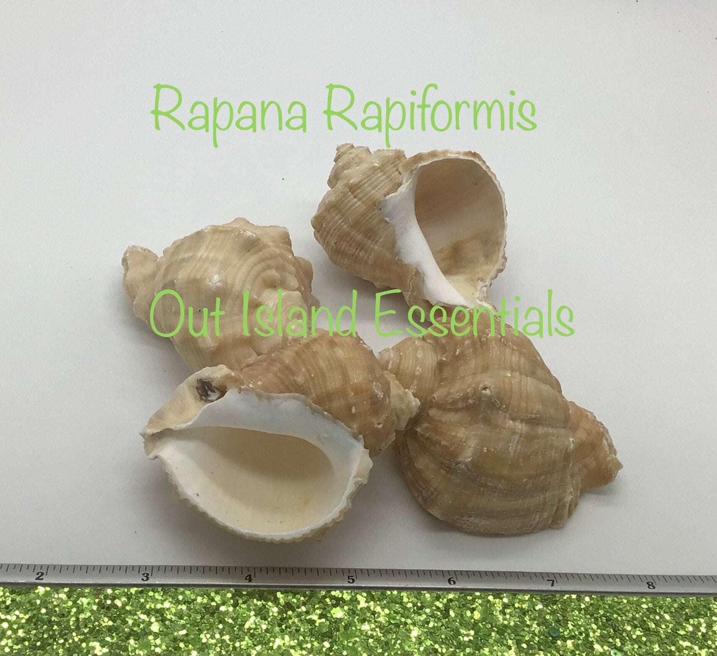 Rapana Rapiformis I Rapana Shell I Rapana Rapiformis Seashell I Turbo Shells I 3-3.5" Hermit Crab Shells