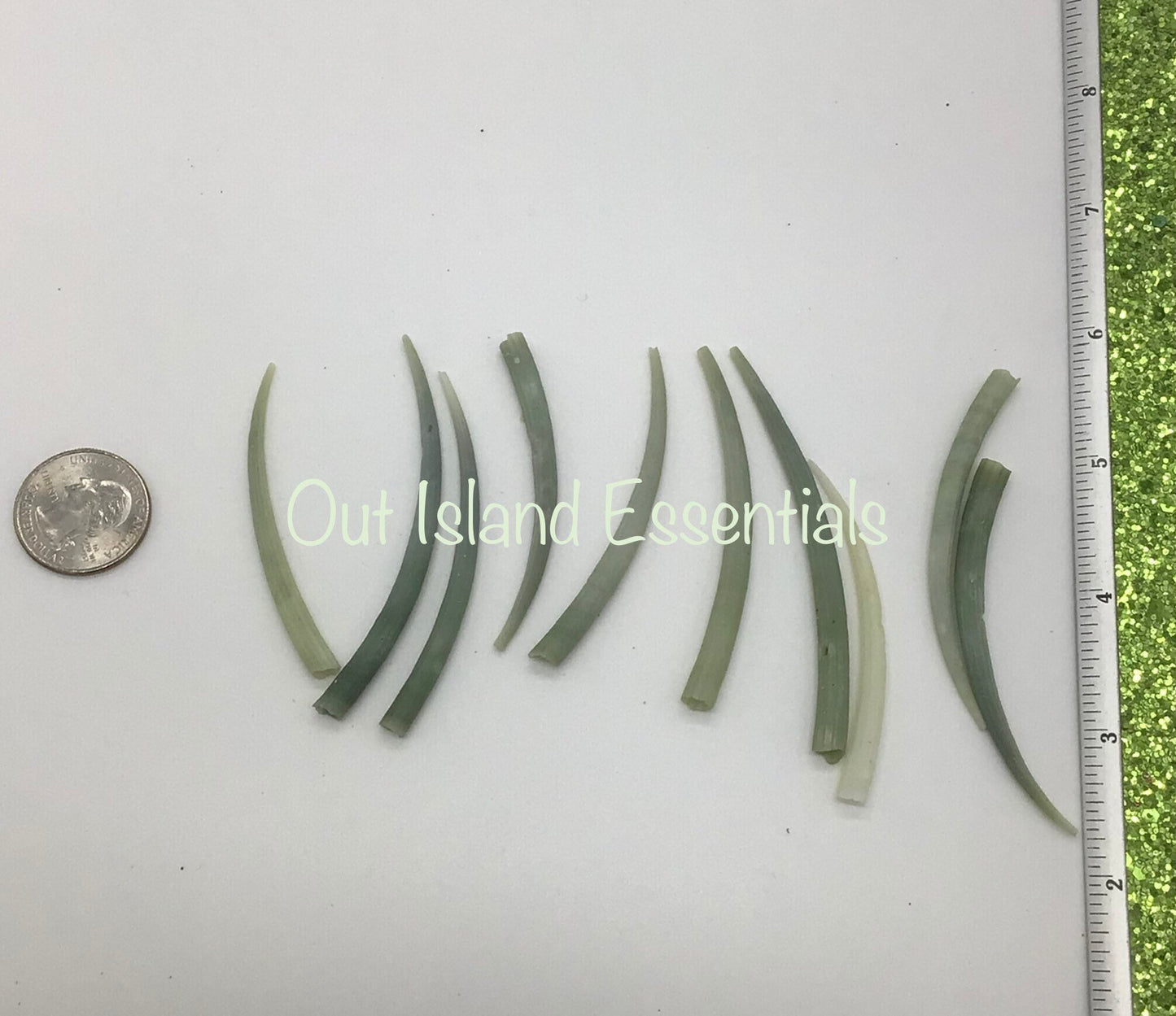 10 pcs. Large Green Tusk Shells, Wholesale Seashells Approximately 2.5+"