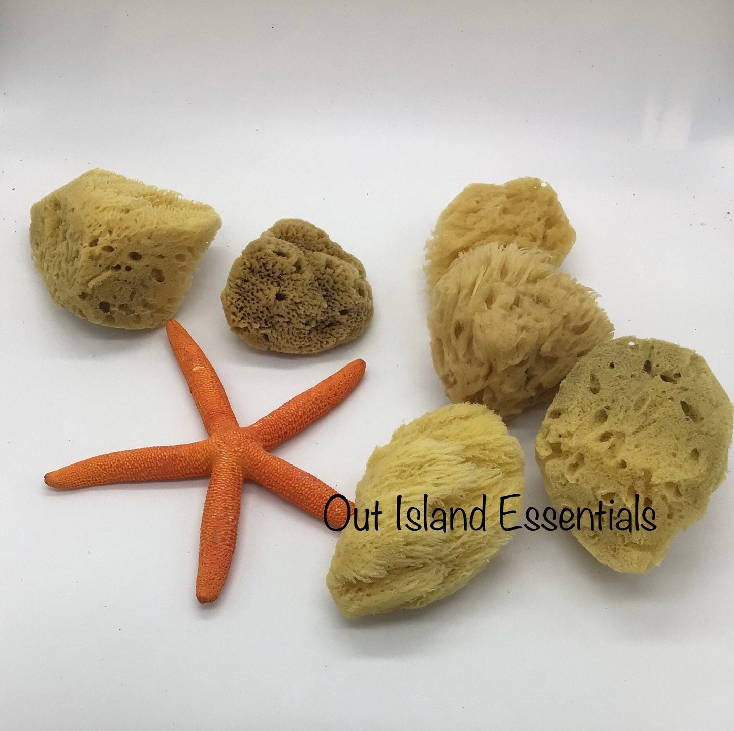 ONE Piece Hermit Crab Sponge I Hermit Crab Drinking Sponge I Small 2-4" Hermit Crab Tank Sponges