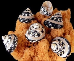 Pearl Banded Polished Arapica Pie Seashell 1" Opening I Magpie Black and White Shells I Approx. 2” I Meg Pie Hermit Crab Shells