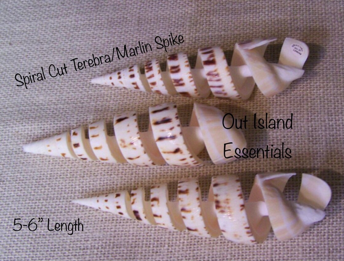 Spiral Cut Terebra Maculata I Polished Marlin Spike Seashell I Decorative Sliced Marlin Spike Seashell I Craft Shells I  Approximately 5-6"