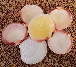 10 PCS. White Tiger Clam Seashells, Wholesale Craft Shells TWO Sizes