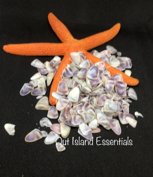 Coquina Shells I Tiny Craft Shells I Teeny Purple Craft Shells I Purple Coquina Seashells I Craft Shells I Wholesale Shells I 3/8 - 1/2"