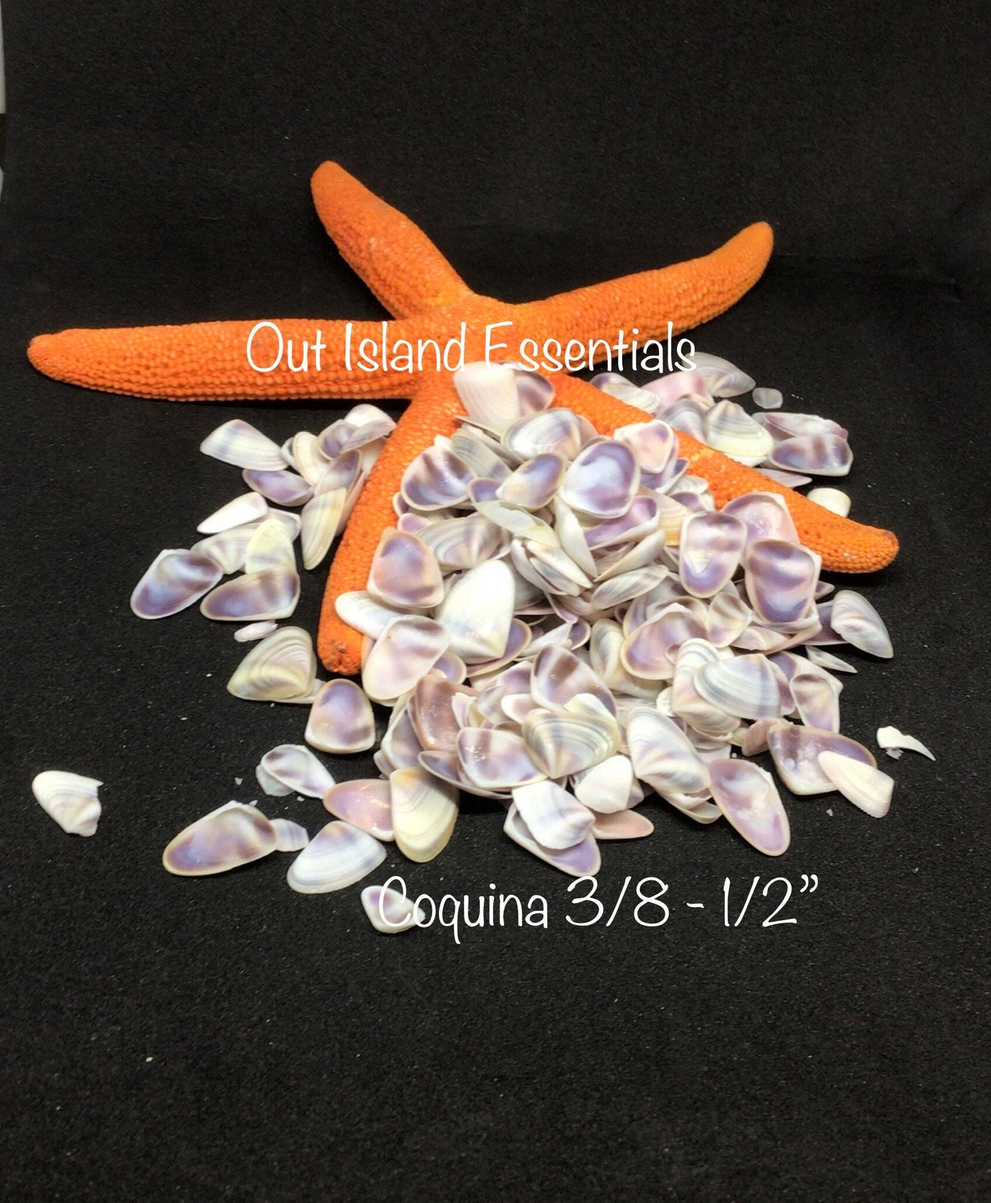 Coquina Shells I Tiny Craft Shells I Teeny Purple Craft Shells I Purple Coquina Seashells I Craft Shells I Wholesale Shells I 3/8 - 1/2"