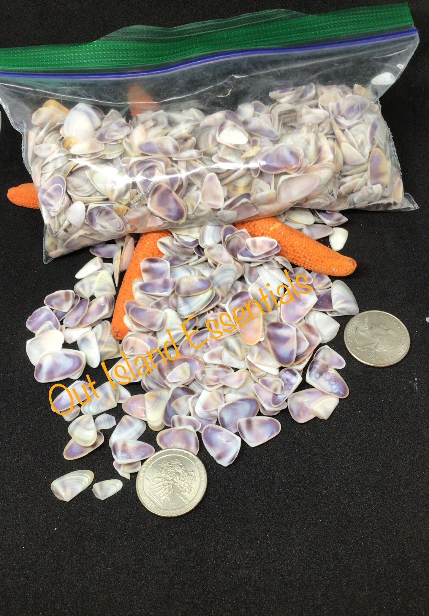 Coquina Shells I Tiny Craft Shells I Teeny Purple Craft Shells I Purple Coquina Seashells I Craft Shells I Wholesale Shells I 3/8 - 1/2"