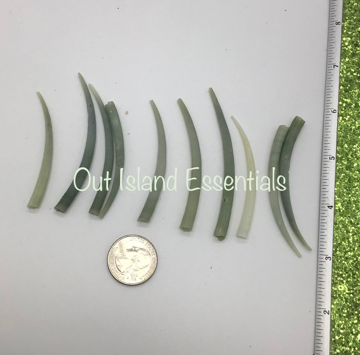 10 pcs. Large Green Tusk Shells, Wholesale Seashells Approximately 2.5+"