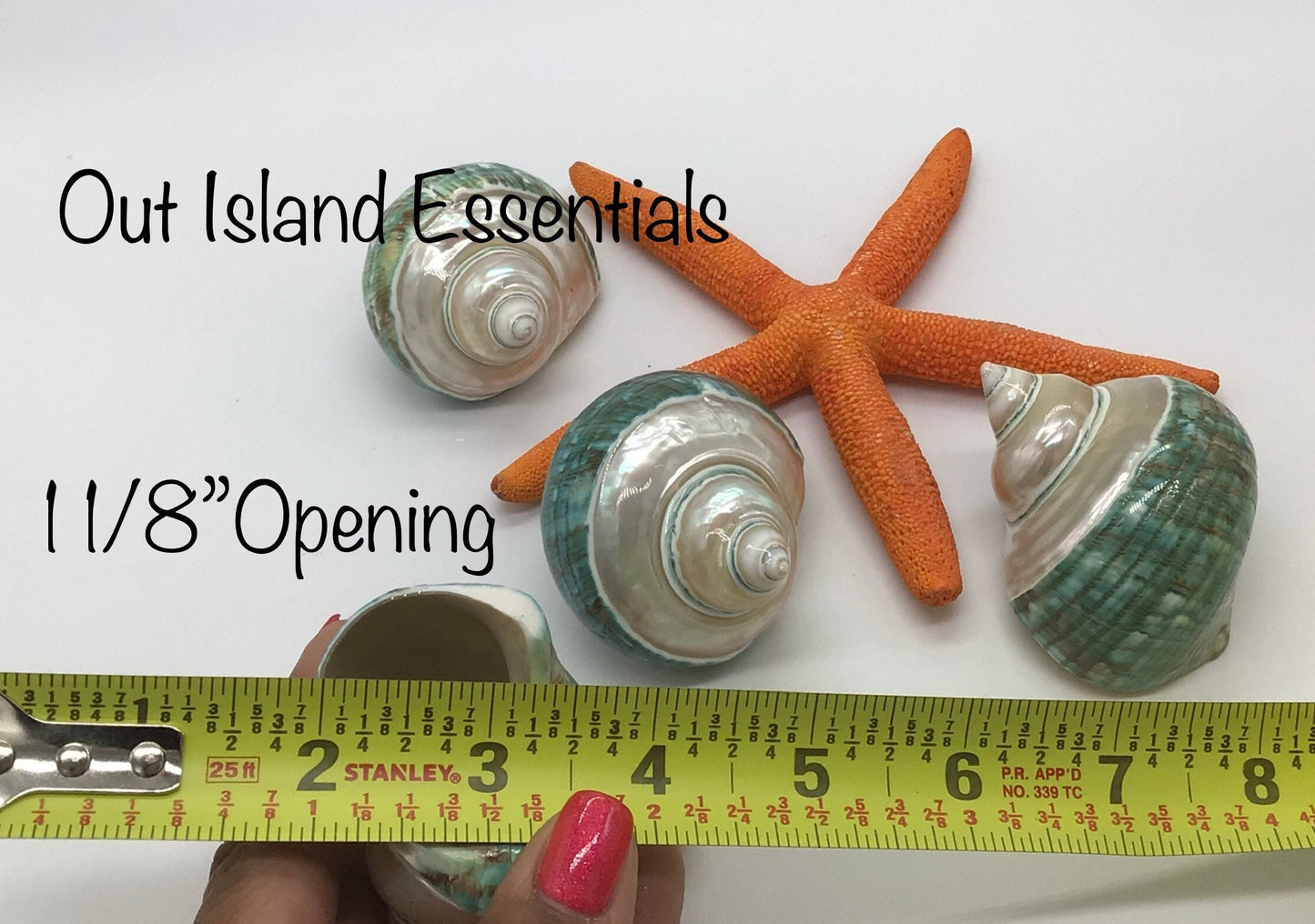 Pearlized Top Jade Turbo I Jade Green Banded Top Turbo I Hermit Crab Shells | Hermit Homes I Approximate Shell Size 2.5" Opening  1 1/8"