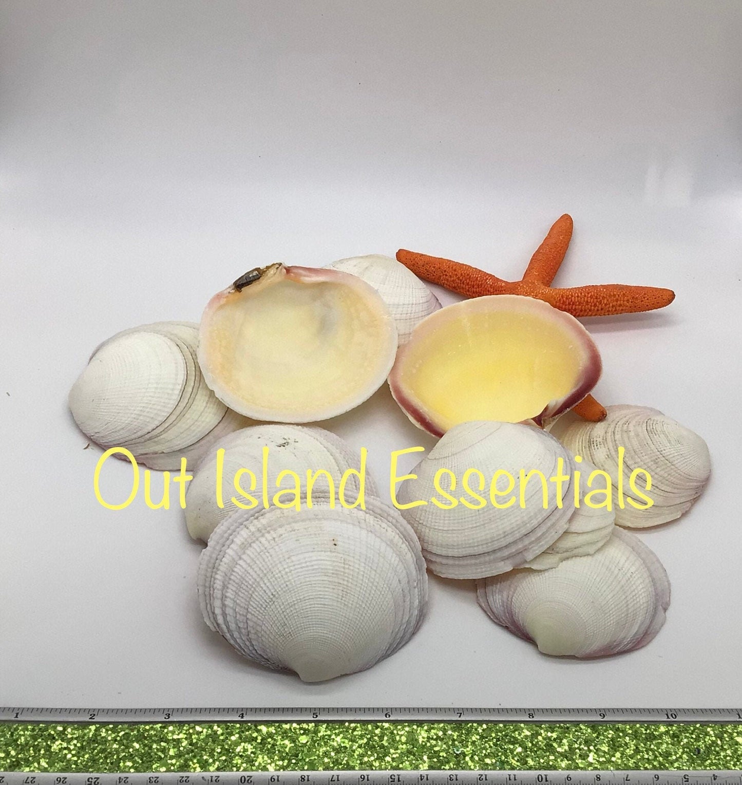 10 PCS. White Tiger Clam Seashells, Wholesale Craft Shells TWO Sizes