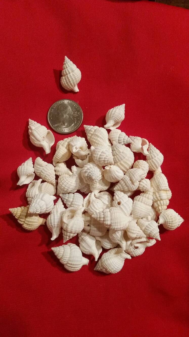 Nassa Reticulata I Craft Shells I  Small Craft Shells I Small Wholesale Shells I Craft Seashells I Craft Shells 3/4" - 1"