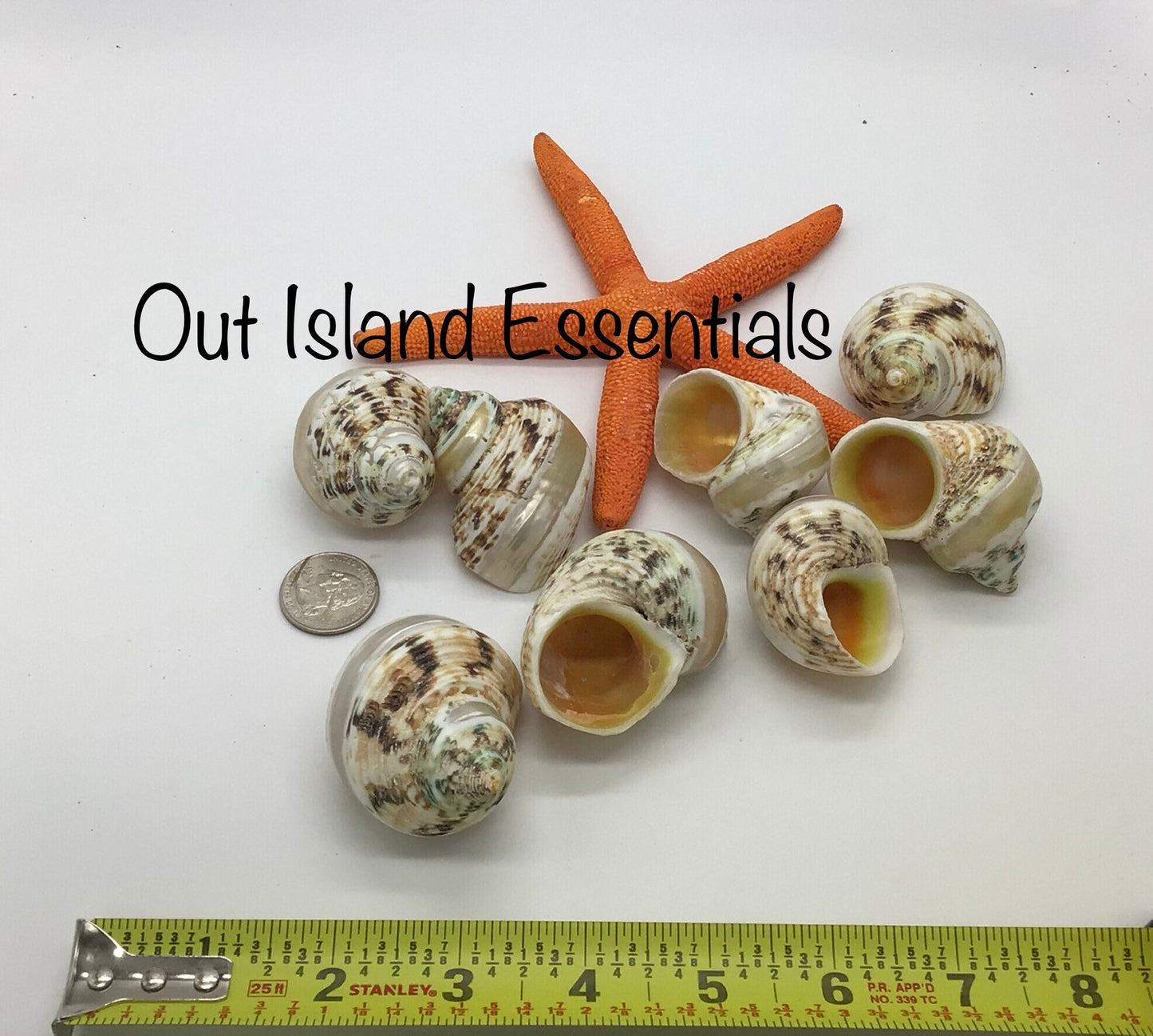 Pearl Banded Gold Mouth Turbo I Banded Goldmouth Turbo Shells I 2" Shell 7/8" To 1" Opening Shells | Hermit Homes I Hermit Crab Turbo Shells