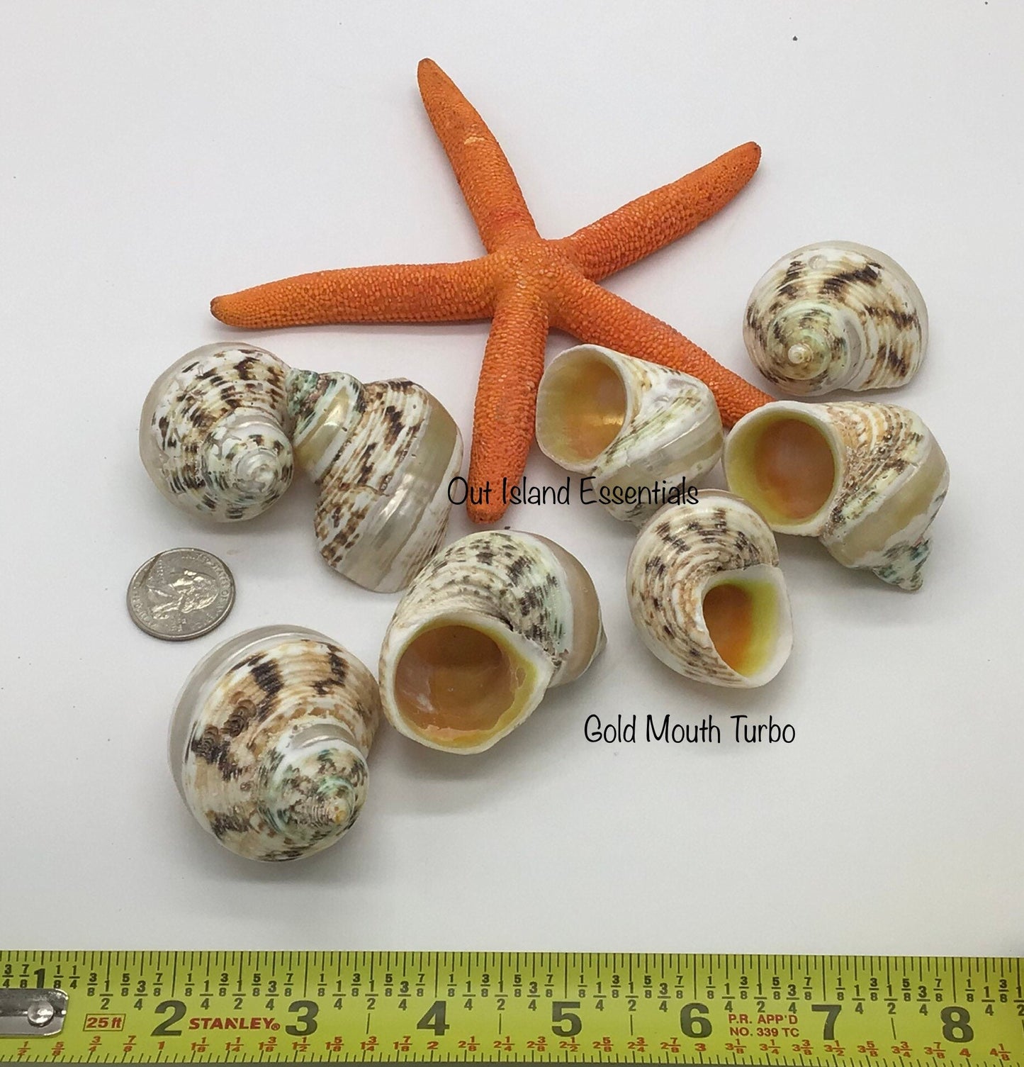 Pearl Banded Gold Mouth Turbo I Banded Goldmouth Turbo Shells I 2" Shell 7/8" To 1" Opening Shells | Hermit Homes I Hermit Crab Turbo Shells