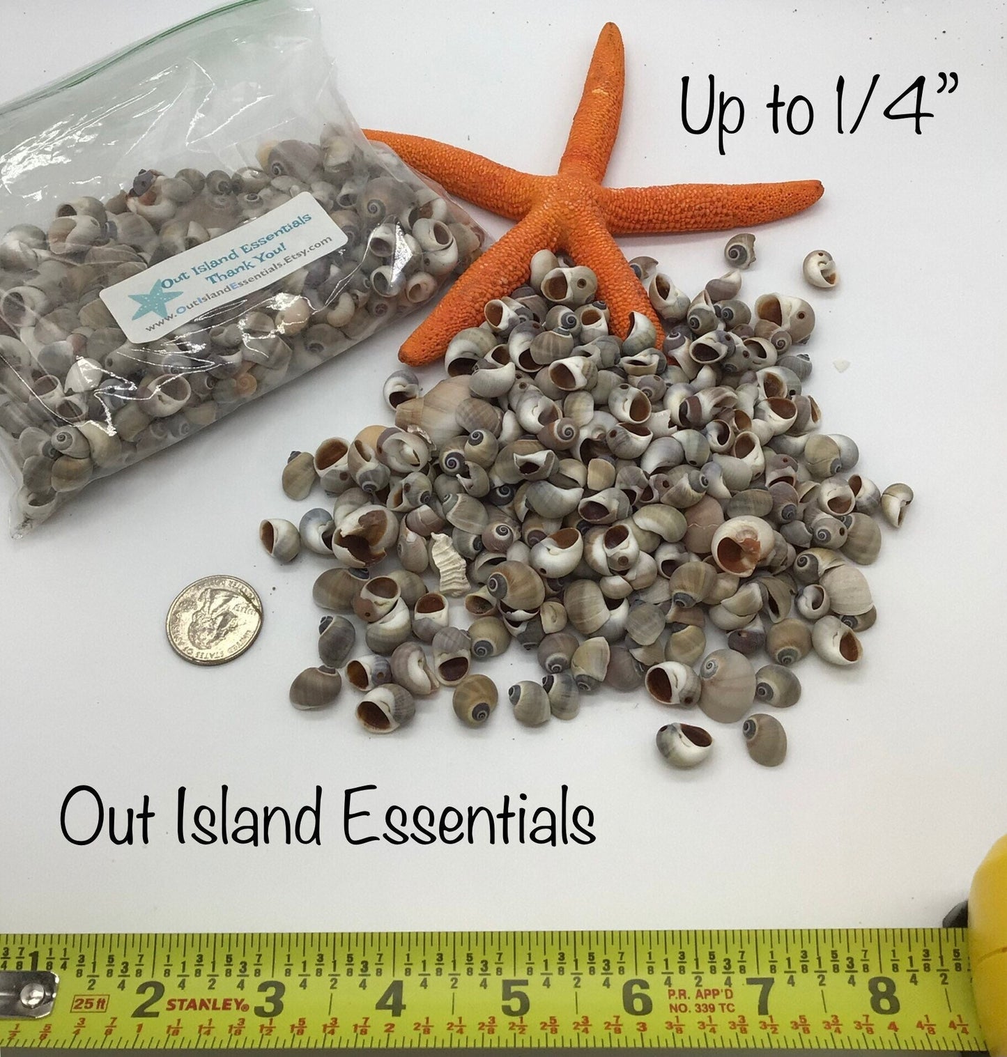 Whales Eye Seashells I Tiny Seashells I Craft Shells I Half Cup Whales Eye I Bulk Craft Shells I Up To 1/4"