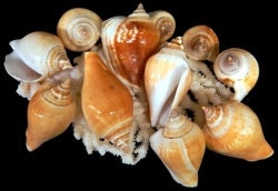 10 Pcs. Strombus Canarium Seashells, Approximately 2"-2.5"