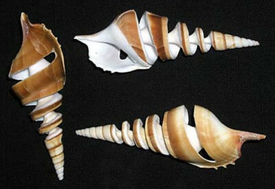 Spiral Cut Tibia I Sliced Craft Shells I Sliced Tibia Seashells I 1 Each Spiral Cut Tibia Sliced Shells I Approx. 4-5"