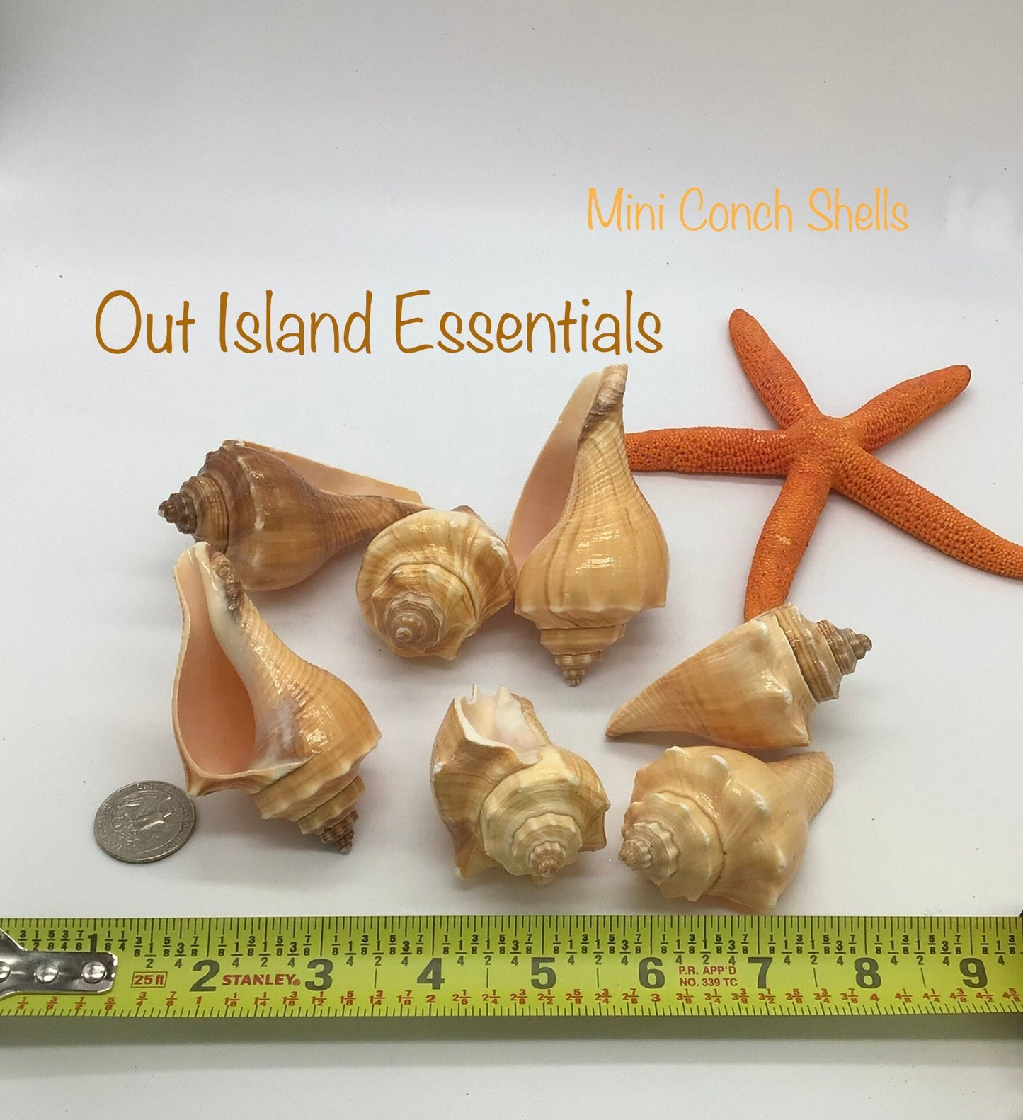 Hemifusus Pugilinus Shells I Brown Conch Shells I Small Conch Shells | Craft Conch Shells I Approximately 3" I Craft Shells