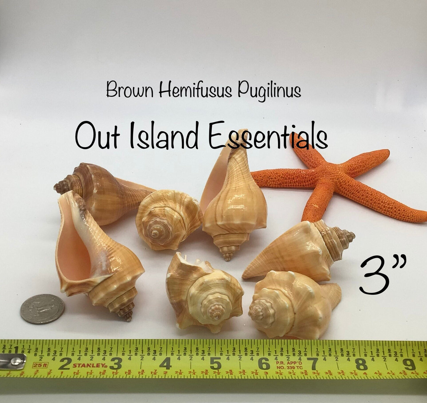 Hemifusus Pugilinus Shells I Brown Conch Shells I Small Conch Shells | Craft Conch Shells I Approximately 3" I Craft Shells