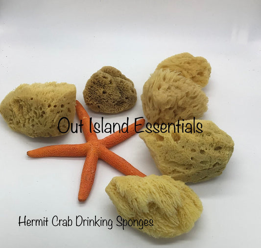 ONE Piece Hermit Crab Sponge I Hermit Crab Drinking Sponge I Small 2-4" Hermit Crab Tank Sponges