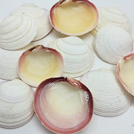 10 PCS. White Tiger Clam Seashells, Wholesale Craft Shells TWO Sizes