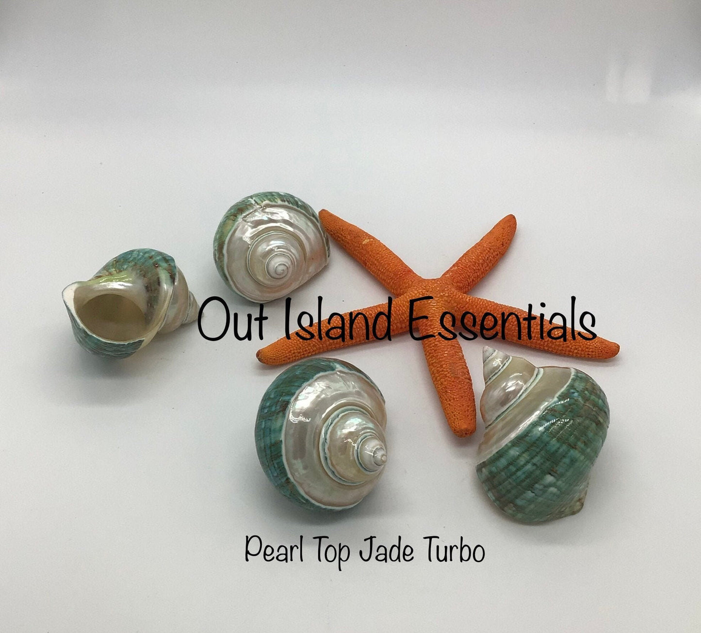 Pearlized Top Jade Turbo I Jade Green Banded Top Turbo I Hermit Crab Shells | Hermit Homes I Approximate Shell Size 2.5" Opening  1 1/8"