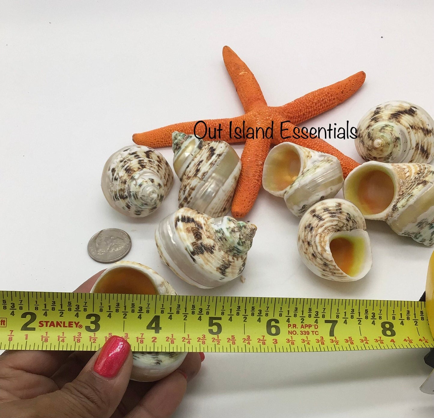 Pearl Banded Gold Mouth Turbo I Banded Goldmouth Turbo Shells I 2" Shell 7/8" To 1" Opening Shells | Hermit Homes I Hermit Crab Turbo Shells