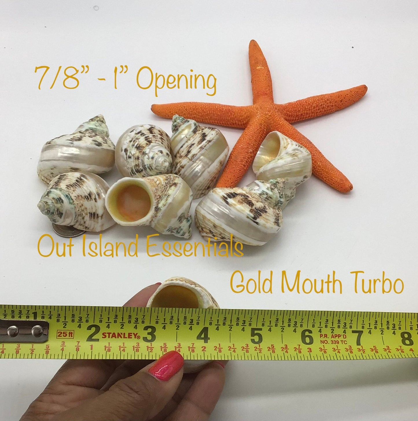 Pearl Banded Gold Mouth Turbo I Banded Goldmouth Turbo Shells I 2" Shell 7/8" To 1" Opening Shells | Hermit Homes I Hermit Crab Turbo Shells