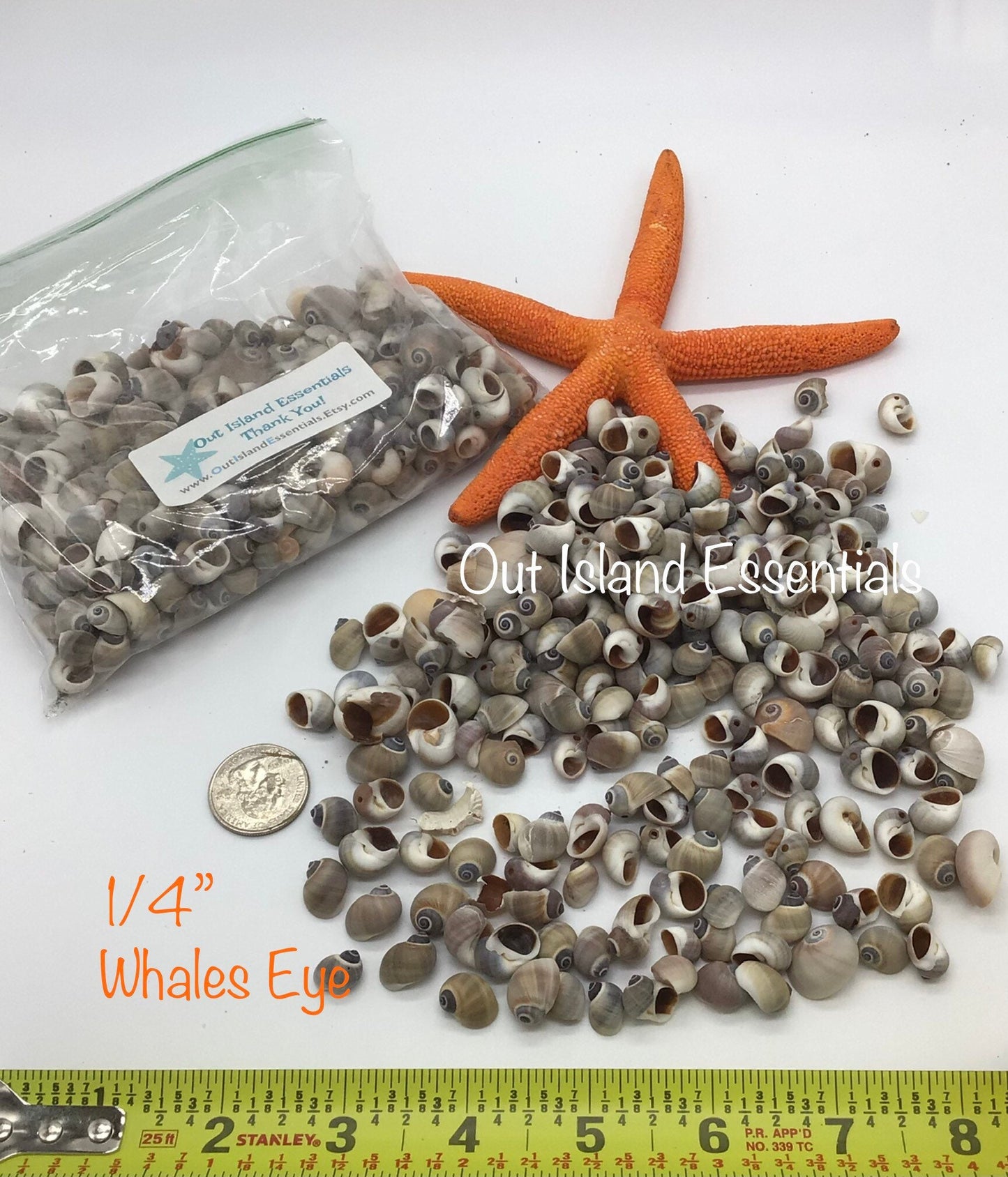 Whales Eye Seashells I Tiny Seashells I Craft Shells I Half Cup Whales Eye I Bulk Craft Shells I Up To 1/4"