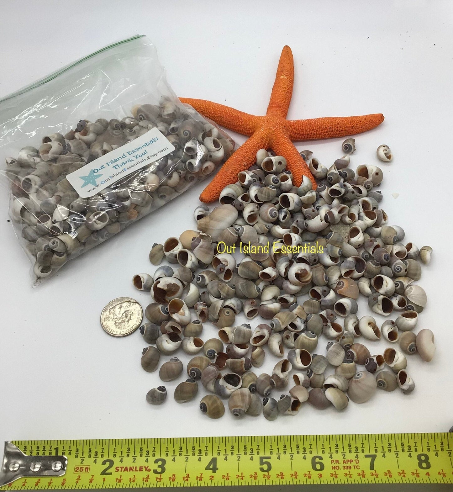 Whales Eye Seashells I Tiny Seashells I Craft Shells I Half Cup Whales Eye I Bulk Craft Shells I Up To 1/4"