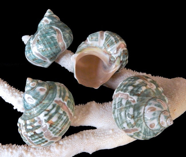 Crazy Carved Turbo Shell I Jade Turbo Polished Shell I 3" To 3.5" Size Hermit Crab Shells I Opening Approximately 1 3/4"