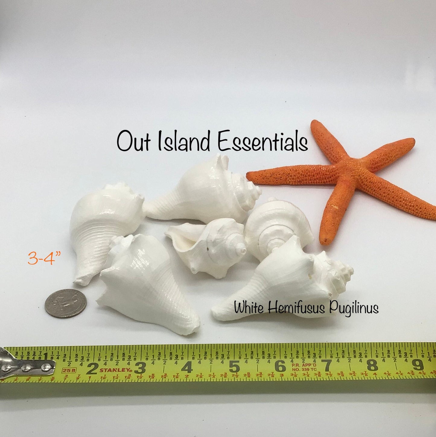 Hemifusus Pugilinus Shells I White Conch Shells I Small Conch Shells I Craft Conch Shells I Approximately 3-4" I Craft Shells