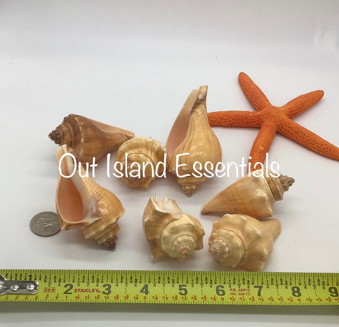 Hemifusus Pugilinus Shells I Brown Conch Shells I Small Conch Shells | Craft Conch Shells I Approximately 3" I Craft Shells