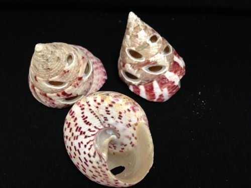 Pink Trochus Dotted Cut Shell I Pink Trochus Shells I Craft Shells I Cut Shells I Sliced Seashells I Approximately 1.5-2"