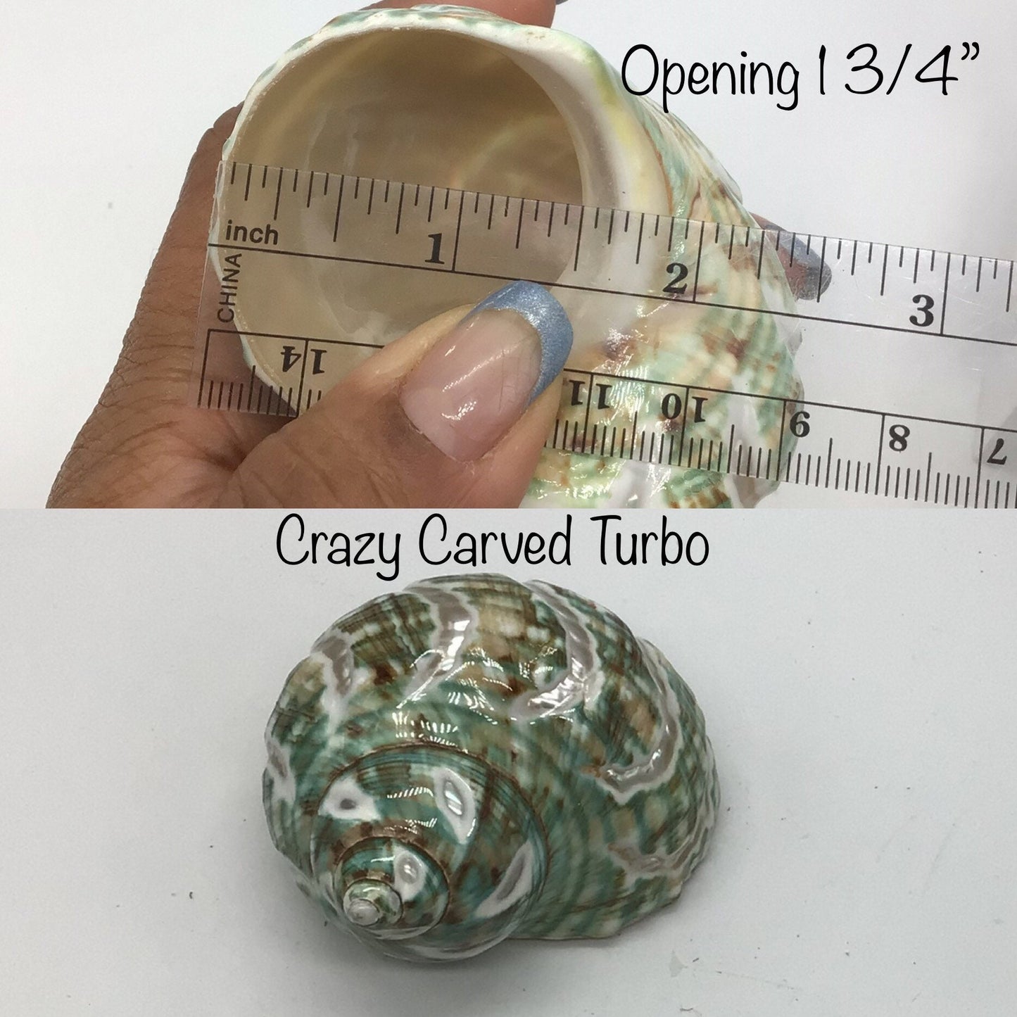 Crazy Carved Turbo Shell I Jade Turbo Polished Shell I 3" To 3.5" Size Hermit Crab Shells I Opening Approximately 1 3/4"