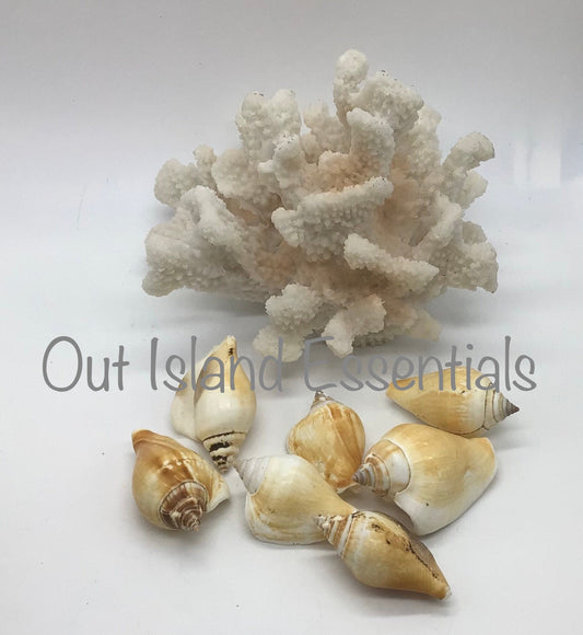 10 Pcs. Strombus Canarium Seashells, Approximately 2"-2.5"