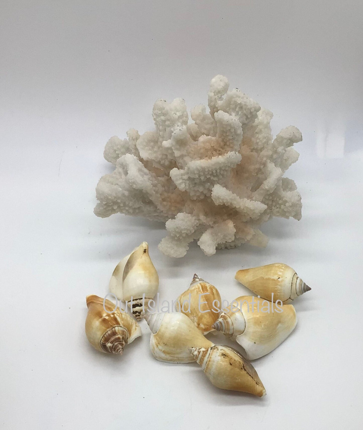 10 Pcs. Strombus Canarium Seashells, Approximately 2"-2.5"