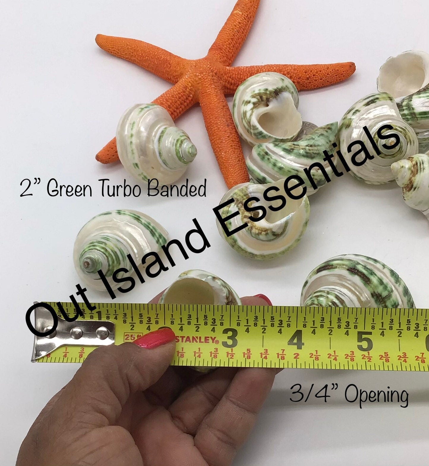 Green Turbo Pearl Banded I Pearl Stripe Turbo I Hermit Crab Shells | Hermit Homes | 2” Turbo Shells 3/4” To 1” Opening