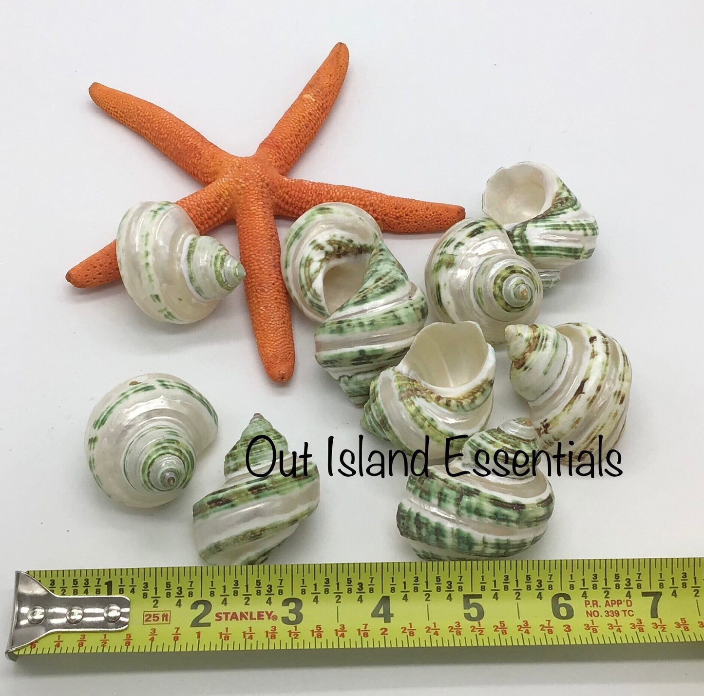 Green Turbo Pearl Banded I Pearl Stripe Turbo I Hermit Crab Shells | Hermit Homes | 2” Turbo Shells 3/4” To 1” Opening