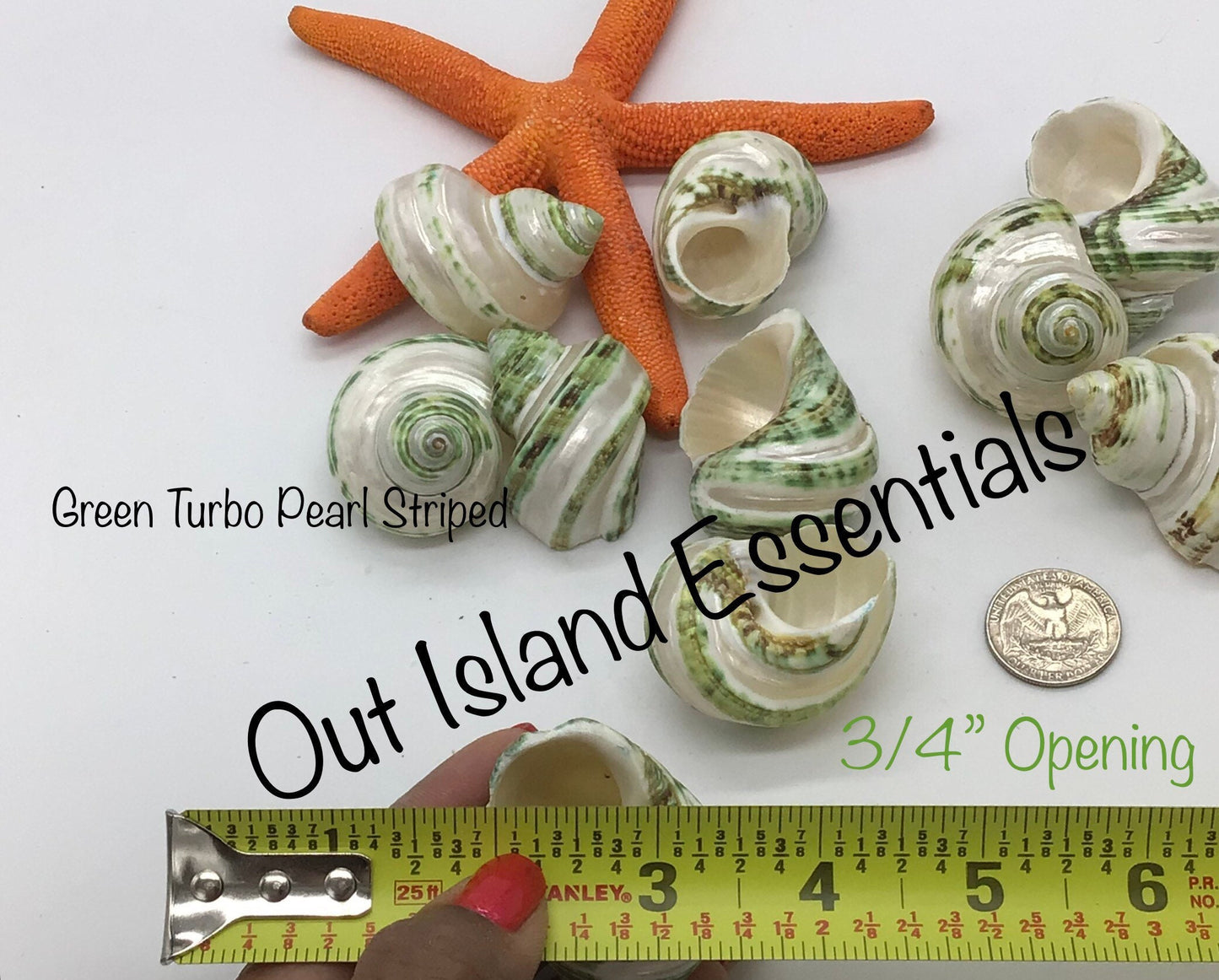 Green Turbo Pearl Banded I Pearl Stripe Turbo I Hermit Crab Shells | Hermit Homes | 2” Turbo Shells 3/4” To 1” Opening