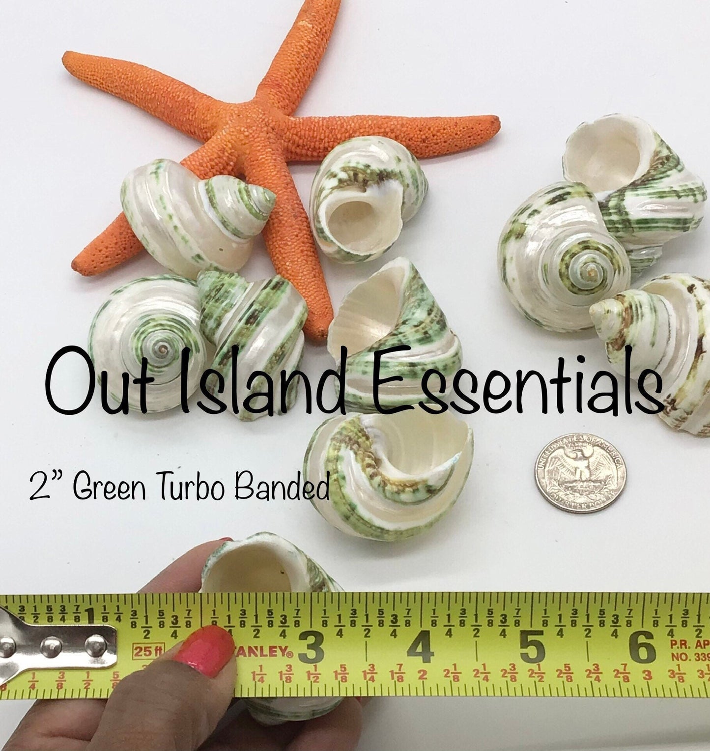 Green Turbo Pearl Banded I Pearl Stripe Turbo I Hermit Crab Shells | Hermit Homes | 2” Turbo Shells 3/4” To 1” Opening