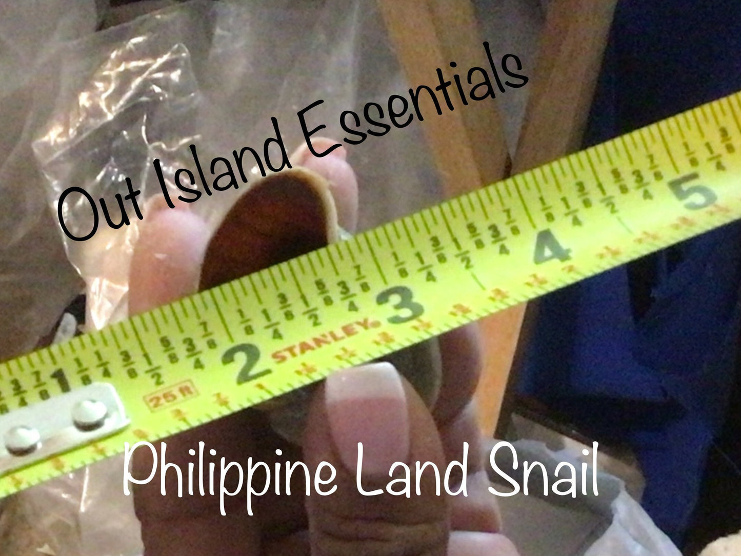 Philippine Land Snail I Snail Shell I Philippine Seashell I 2.5-3" Hermit Crab Shells I 2" Opening