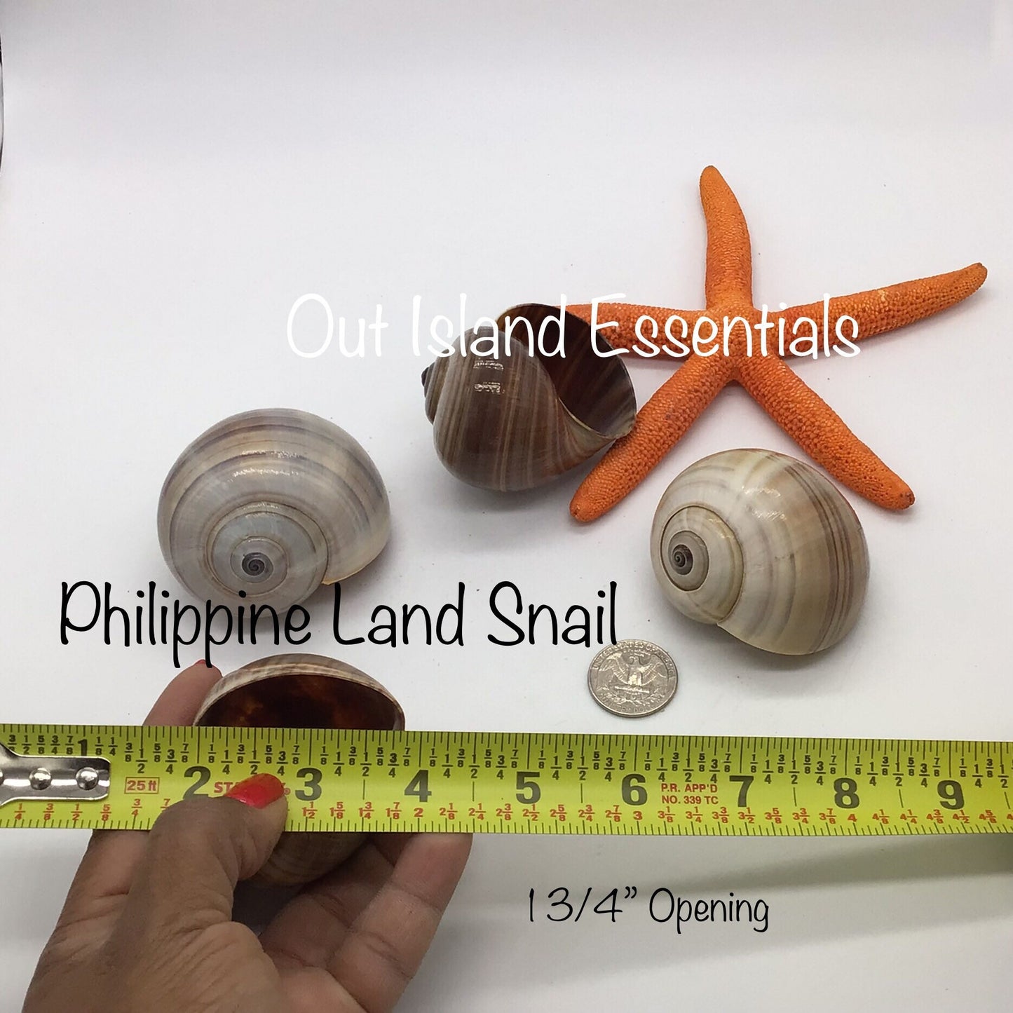 Philippine Land Snail I Snail Shell I Philippine Seashell I 2.5-3" Hermit Crab Shells I 2" Opening