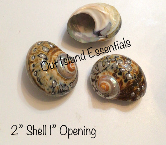 Polished Turbo Sarmaticus I Brown Turbo Seashell I Sarmaticus Specimen Seashell I Pearlized Turbo Shell I Bronze Turbo Shell